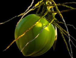 Selain Kelapa, Buah-buah Ini Tak Baik Dikonsumsi oleh Penderita Jantung