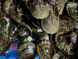 Bea Cukai Gagalkan Penyelundupan 1.519 Ekor Belangkas di Pelabuhan Teluk Nibung