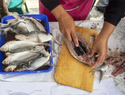 Sukseskan Program Makan Bergizi Gratis, KKP Latih Pengelola Gizi Teknik Olah Ikan Higienis