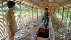 Perkuat Ketahanan Pangan, Babinsa Koramil LAU Kunjungi Peternakan Itik Petelur BUMDes