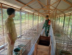 Perkuat Ketahanan Pangan, Babinsa Koramil LAU Kunjungi Peternakan Itik Petelur BUMDes