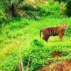 Teror Harimau Sumatra di Permukiman Aceh Timur, BKSDA Pasang Kamera dan Bagikan Mercon